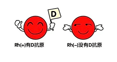 rh血型阳性是什么意思，你知道这个血型吗