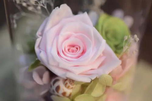 粉色玫瑰花代表什么意思(粉色玫瑰花代表什么意思代表着什么)