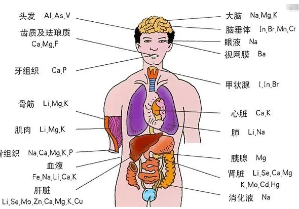 人体器官分布图(人体器官分布图胰腺)