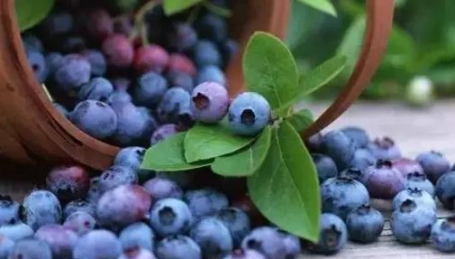 蓝莓一天吃多少为宜(蓝莓一天吃多少为宜婴儿)