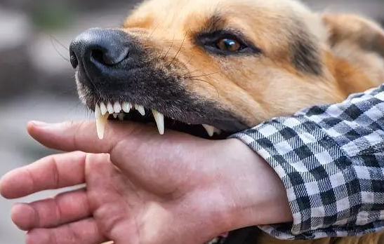 狂犬病潜伏期一般多长时间，被咬伤后需要及时的进行注射狂犬疫苗