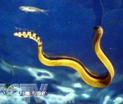 海蛇都是有毒的吗(所有海蛇都有毒吗)