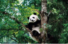 大熊猫在古代的名字(大熊猫在古代被称为什么)