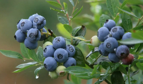 蓝莓一天吃多少为宜-蓝莓一天吃多少为宜觉得蓝莓