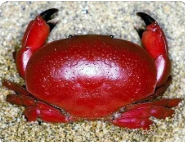 世界上最危险的螃蟹(遇到危险抱着老婆逃跑的螃蟹)