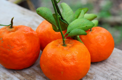 橘子丰收是什么季节