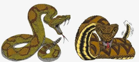 蟒蛇是几级保护动物(蟒蛇能吃吗)