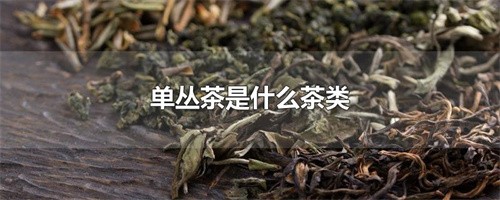 单丛茶是什么茶类(乌岽单丛茶是红茶还是绿茶)