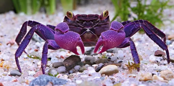 螃蟹怎么吃?正确吃螃蟹的方法有哪些？手把手教你螃蟹的正确吃法