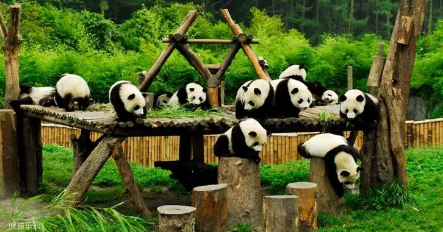 熊猫是素食动物还是肉食动物