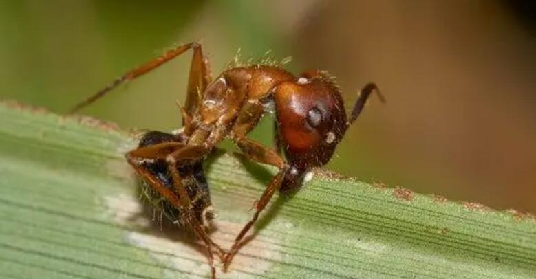 僵尸蚂蚁真的存在吗(僵尸蚂蚁真的存在吗52集)