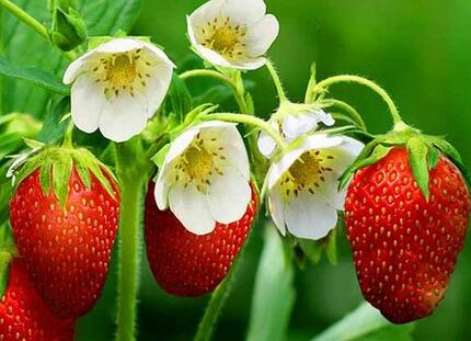 草莓怎么挑选是最好的-草莓怎么挑选是最好的一定是染