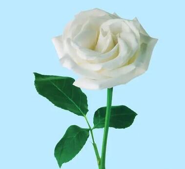 白玫瑰的花语和寓意(白玫瑰的花语是什么)
