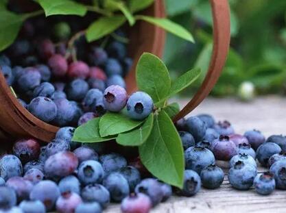 经常吃蓝莓有什么好处和坏处（吃蓝莓的好处和坏处）