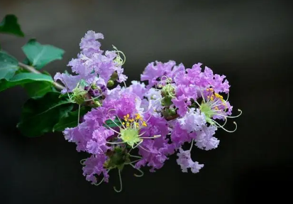 紫薇花花语和寓意-紫薇花花语和寓意条优美花