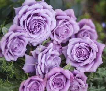 紫玫瑰代表什么意思（紫玫瑰的花语和寓意）