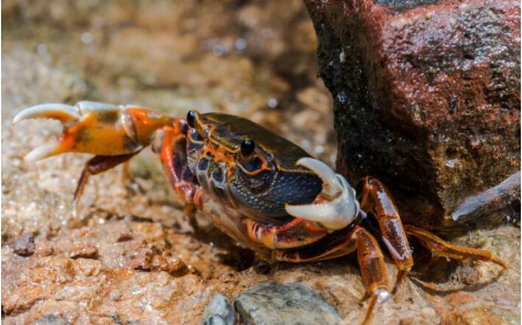 螃蟹吃什么 螃蟹在家里怎么养活