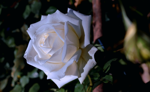 白玫瑰的花语：纯洁的爱