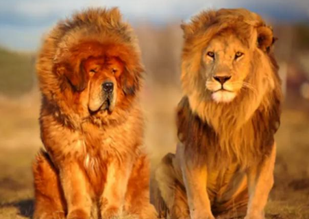 百战是指什么动物 龙或者狮子老虎等善战的动物