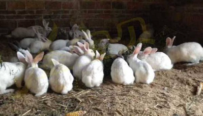 兔子的养殖技术及方法，这八点让兔子又肥又壮
