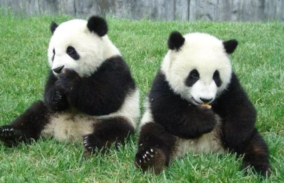 大熊猫的资料，大熊猫的生活环境