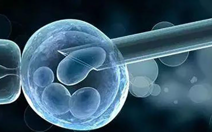 试管胚胎养囊的成功率