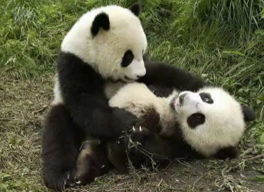 熊猫的资料，大熊猫的特点和生活习性