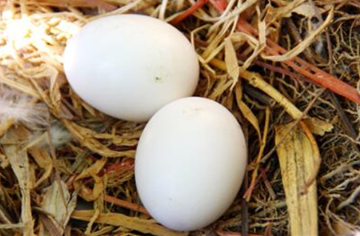 鸽子蛋的营养价值及功效
