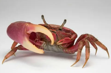 螃蟹不能和哪些食物一起吃，吃螃蟹的禁忌