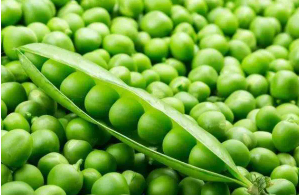 豌豆的营养价值与食用功效，豌豆哪些人不能吃
