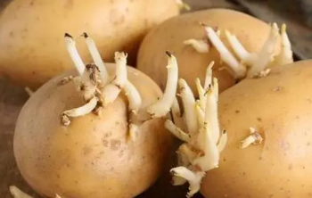 土豆发芽了还可以吃吗，发芽土豆含有什么毒素