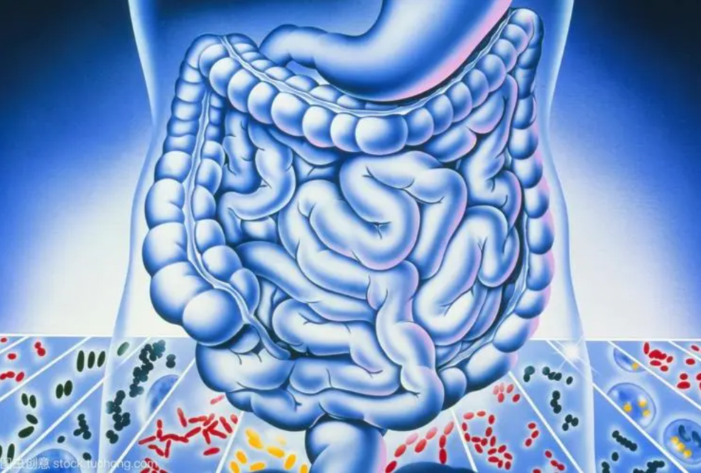 肠炎的主要症状有哪些，怎么判断自己是肠胃炎