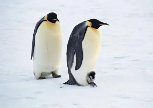 企鹅是恒温动物吗，企鹅是哺乳动物吗？