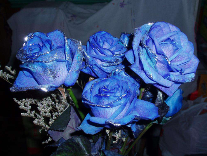 碎冰蓝玫瑰花语-碎冰蓝玫瑰花语大海都是
