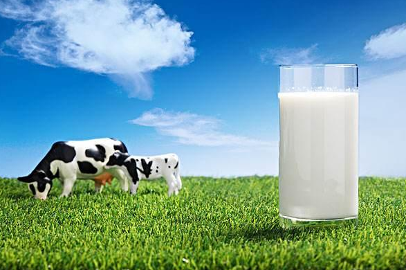 全脂牛奶有什么特点？全脂牛奶的主要特点有哪些